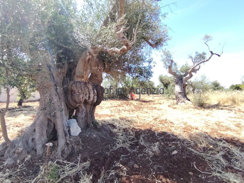 Helårsgrund i San Vito dei Normanni, Brindisi - foto 5