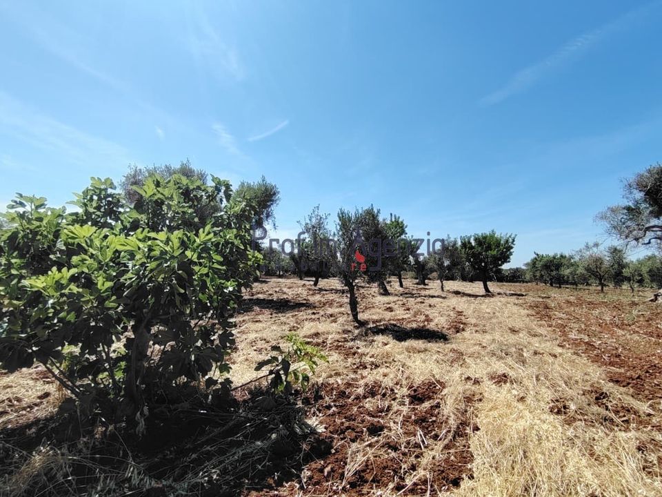 Helårsgrund i San Vito dei Normanni, Brindisi - foto 4