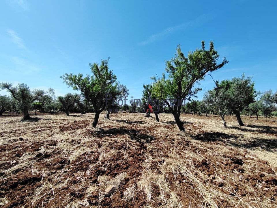 Helårsgrund i San Vito dei Normanni, Brindisi - foto 1
