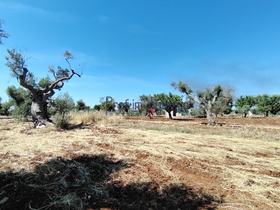 Helårsgrund i San Vito dei Normanni, Brindisi - foto 3