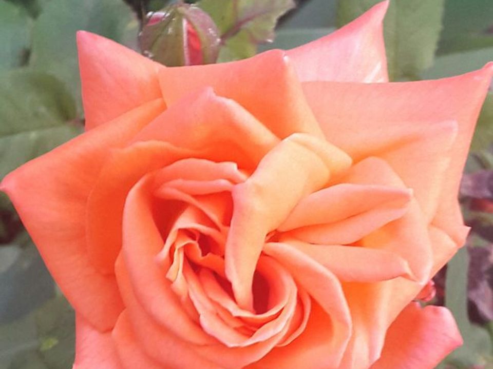 Studio i Ris-Orangis, Essonne - foto 3