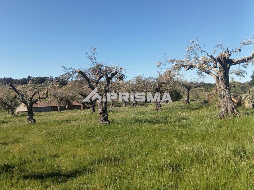 Farm i Castelo Branco, Castelo Branco - foto 4