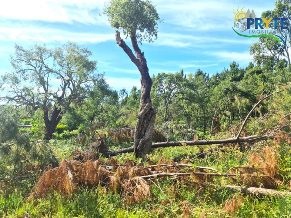 Farm i Serta, Castelo Branco - foto 1