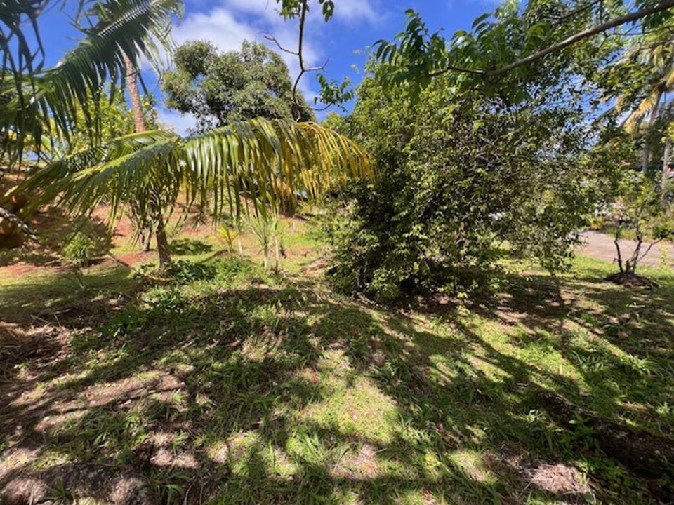 Tomt i Riviere-Pilote, Martinique - bilde 5