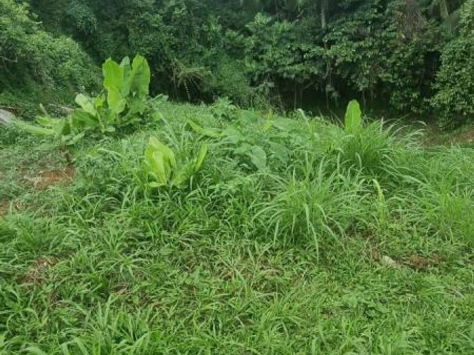 Helårsgrund i Fort-de-France, Martinique - foto 3