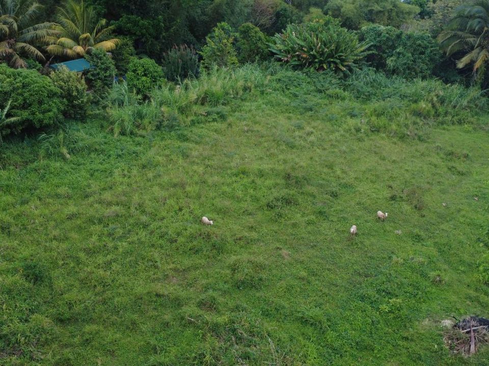 Helårsgrund i Le Morne-Rouge, Martinique - foto 3