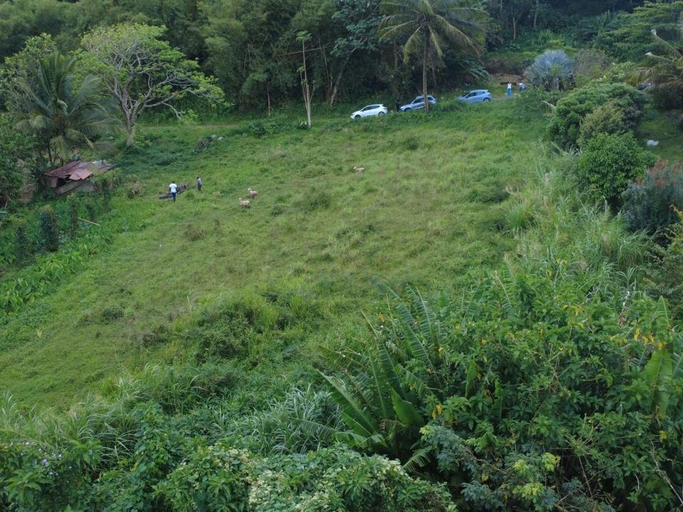 Helårsgrund i Le Morne-Rouge, Martinique - foto 4