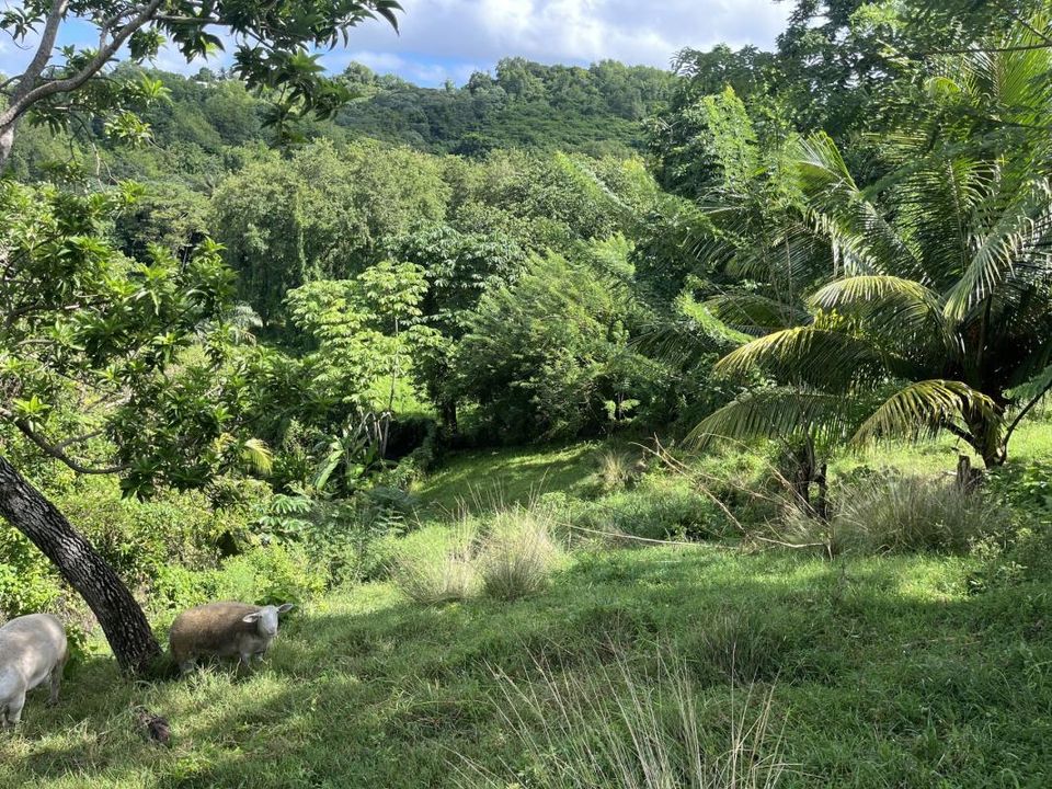 Helårsgrund i Dikos, Martinique - foto 2