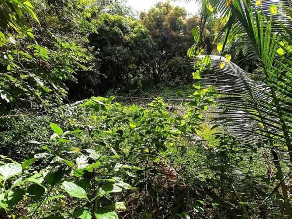Helårsgrund i Joseph, Martinique - foto 1