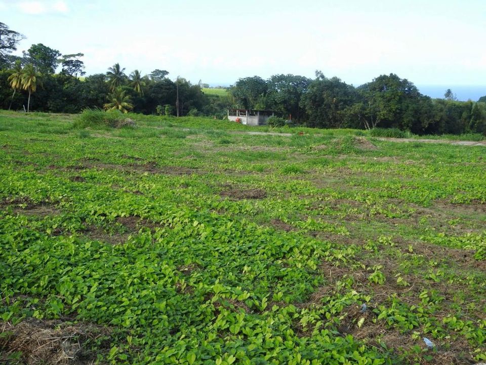 Terra a Basse-Pointe, Martinique - foto 1