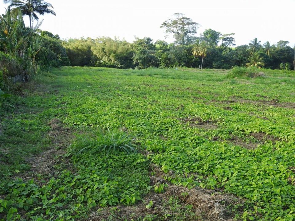Terra a Basse-Pointe, Martinique - foto 2