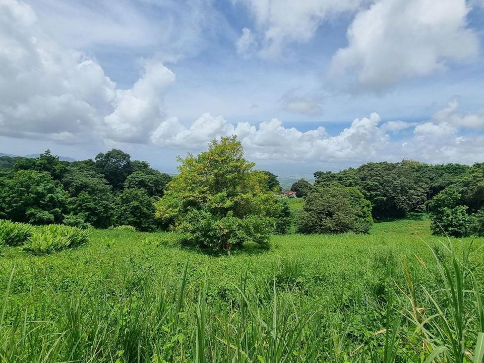 Tomt i Riviere-Pilote, Martinique - bilde 4
