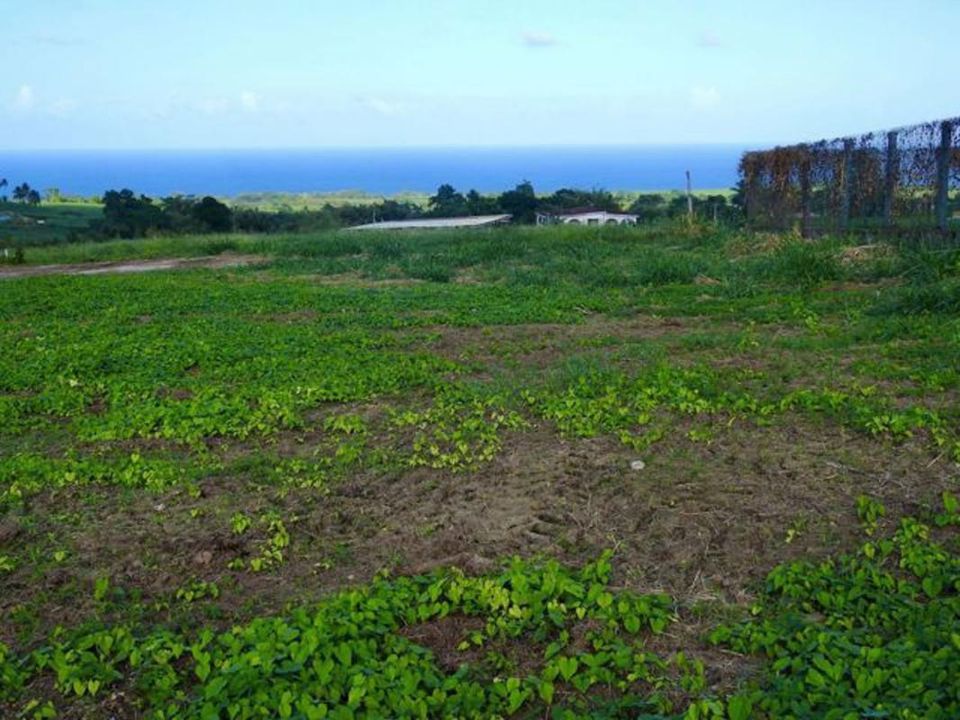 Terra a Basse-Pointe, Martinique - foto 2