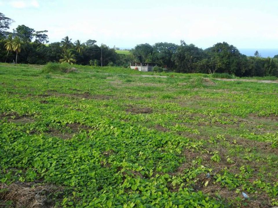 Terra a Basse-Pointe, Martinique - foto 4