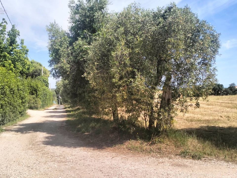 Helårsgrund i Grottammare, Ascoli Piceno - foto 5