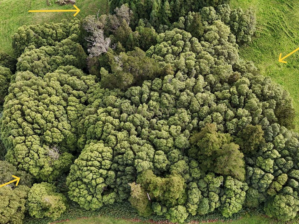 Terra a Nordeste, Sao Miguel - foto 4