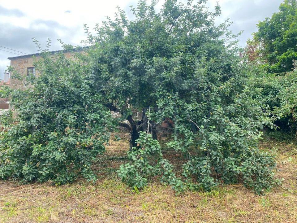 Helårsgrund i Bela, Viana do Castelo - foto 2