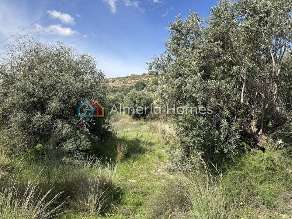 Herregård i Los Gallardos, Almeria - bilde 3