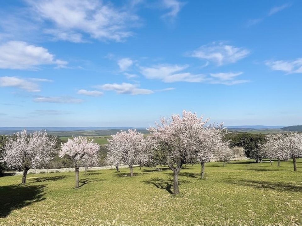 Villa i Sa Cabaneta, Mallorca - foto 2