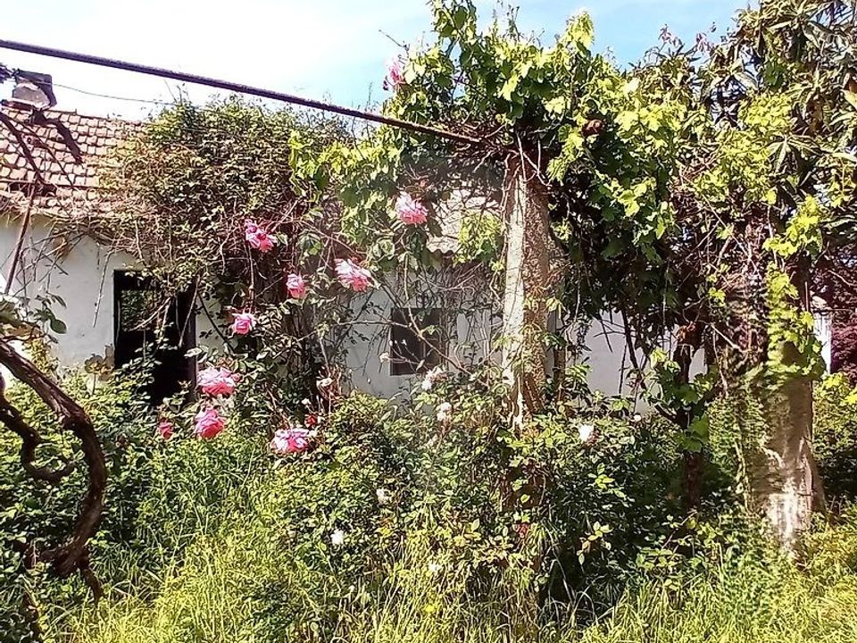 Farm hus i Coruche, Santarem - foto 5