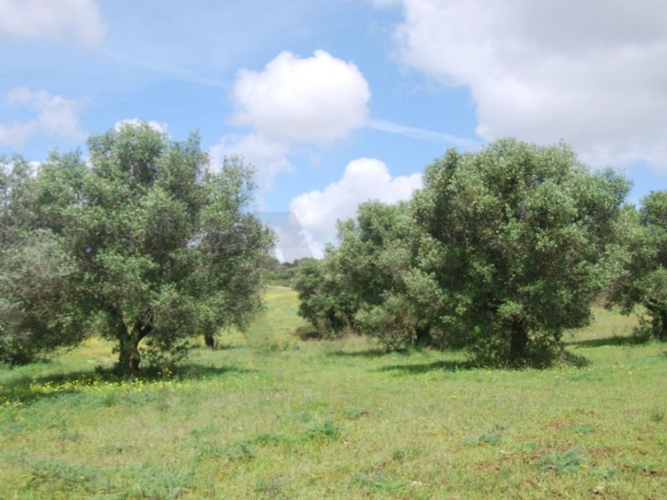 Helårsgrund i Torres Novas, Santarem - foto 3