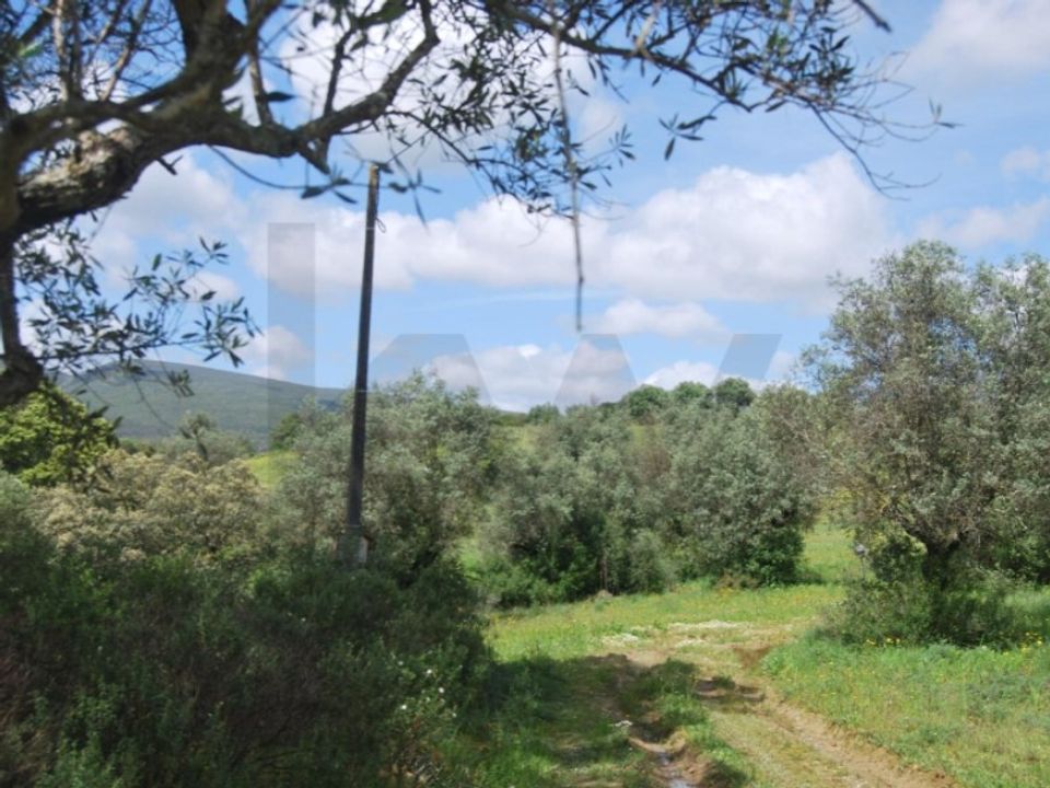 Helårsgrund i Torres Novas, Santarem - foto 4