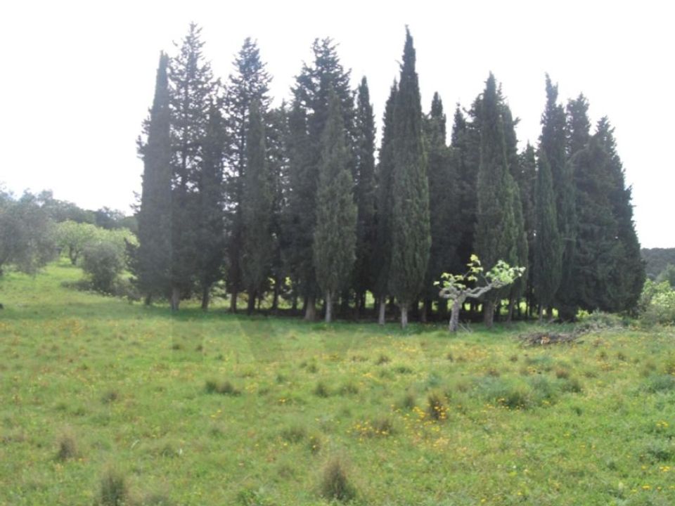 Helårsgrund i Torres Novas, Santarem - foto 2