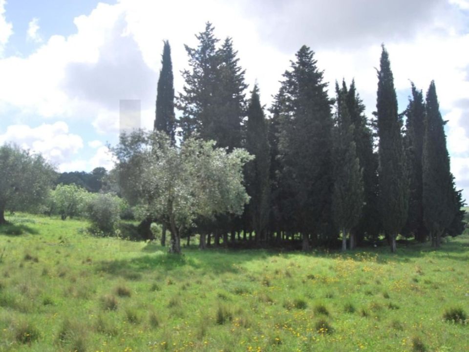 Helårsgrund i Torres Novas, Santarem - foto 3
