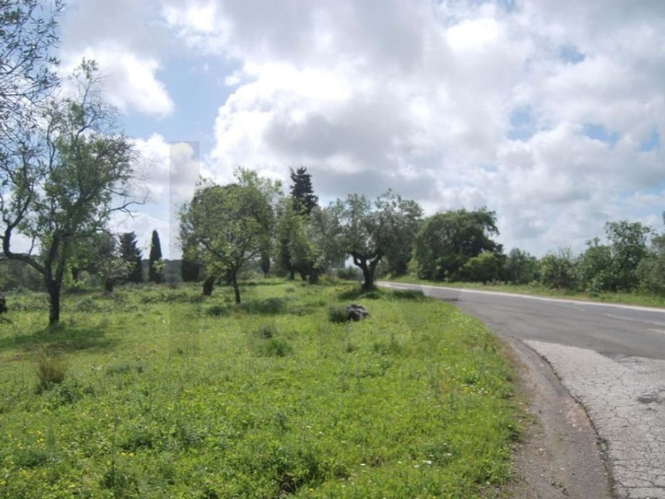 Helårsgrund i Torres Novas, Santarem - foto 4
