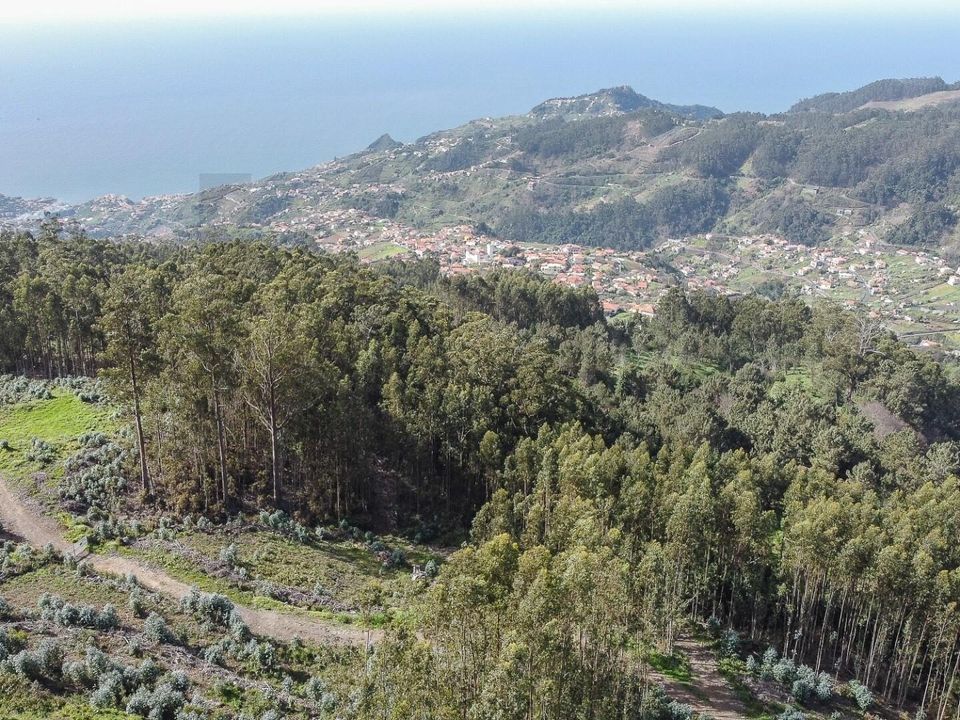 Helårsgrund i Camara de Lobos, Madeira - foto 4