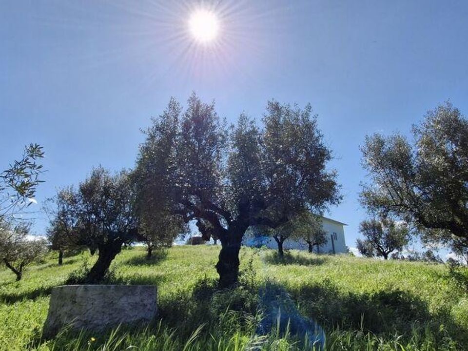Terra a Rio Maior, Santarem - foto 5