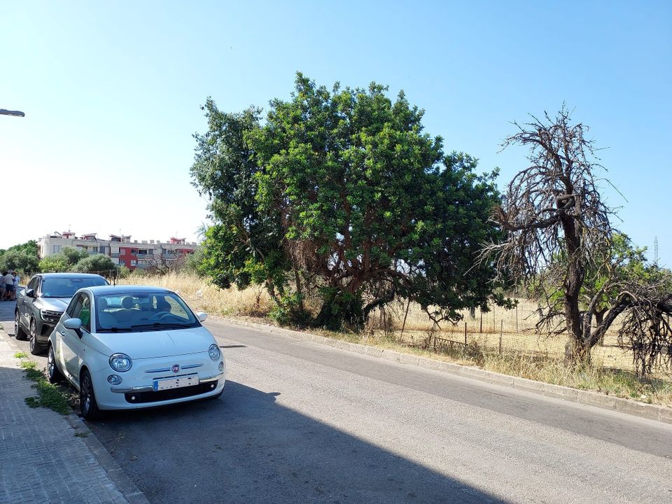 Helårsgrund i Inca, Mallorca - foto 5