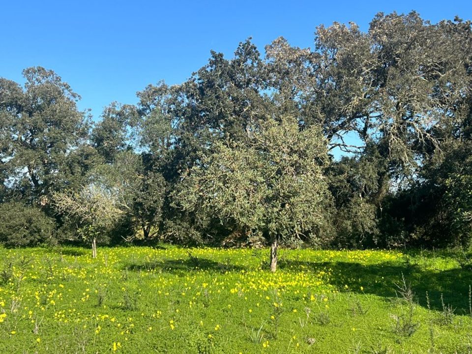 Helårsgrund i Porreres, Mallorca - foto 2