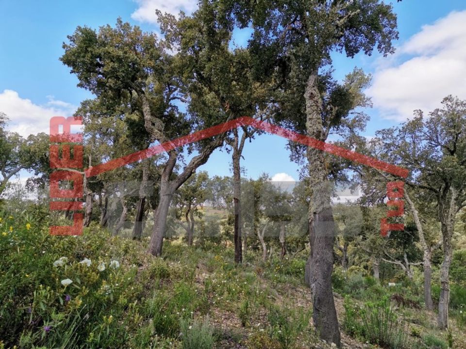 Terra a Mogadouro, Braganca - foto 5