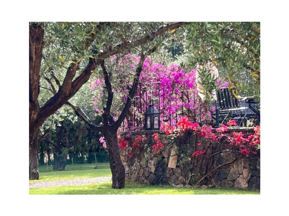 Landejendom i Alaro, Mallorca - foto 2