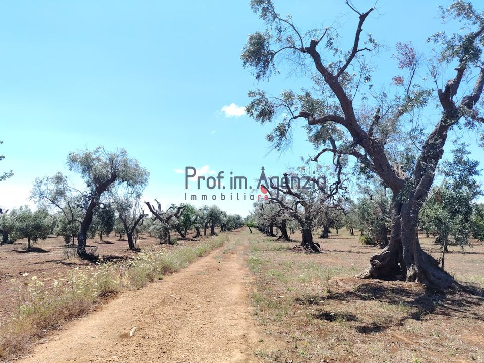 Helårsgrund i Carovigno, Brindisi - foto 5