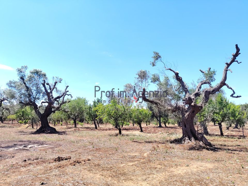 Helårsgrund i Carovigno, Brindisi - foto 3