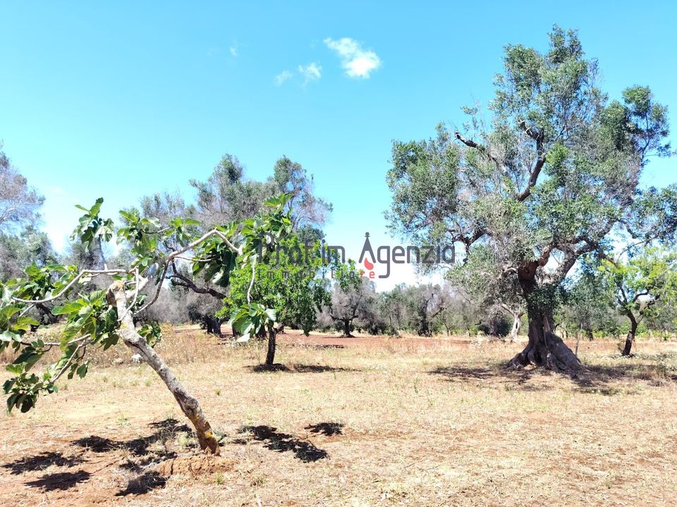 Helårsgrund i Carovigno, Brindisi - foto 1
