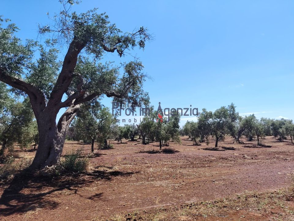 Helårsgrund i Carovigno, Brindisi - foto 2