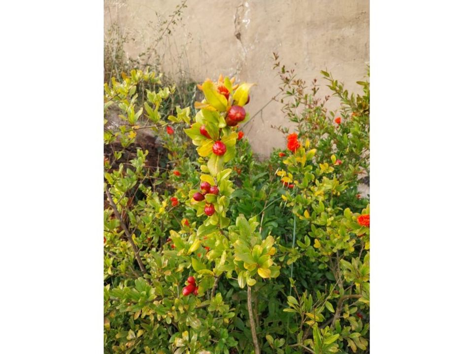 Landejendom i Odemira, Beja - foto 5