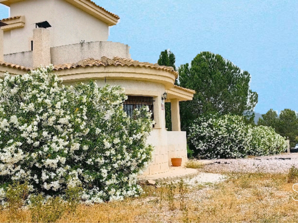 Landejendom i Pinoso, Alicante - foto 3