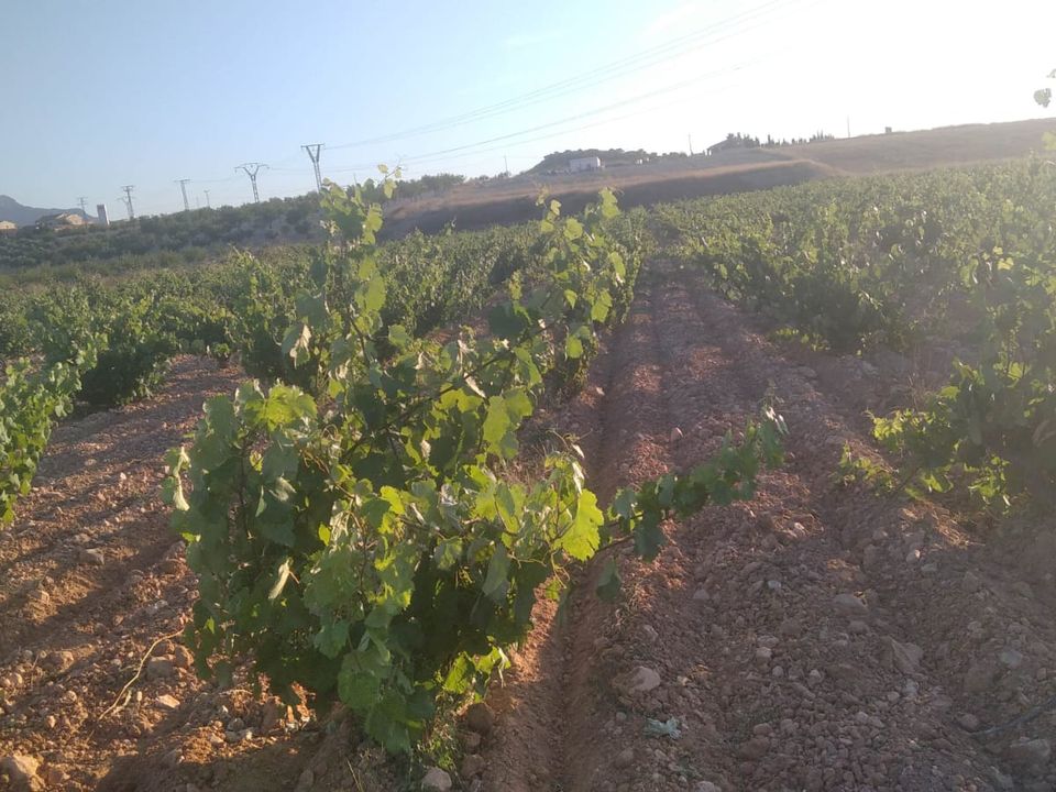Helårsgrund i Pinoso, Alicante - foto 1