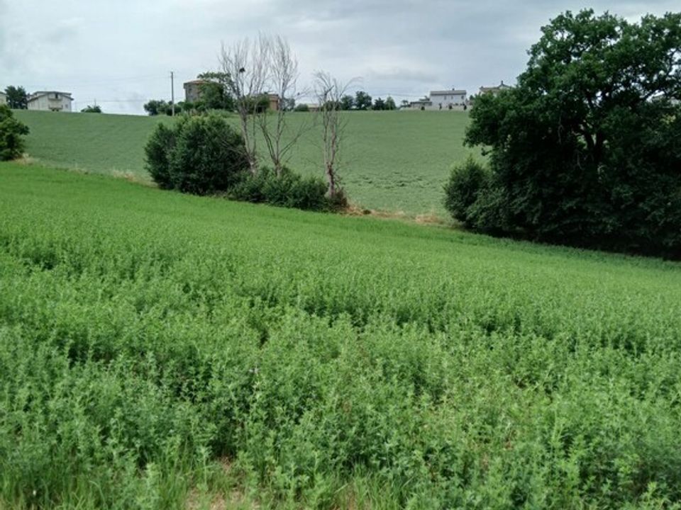 Terreno en Monte San Giusto, Macerata - foto 1
