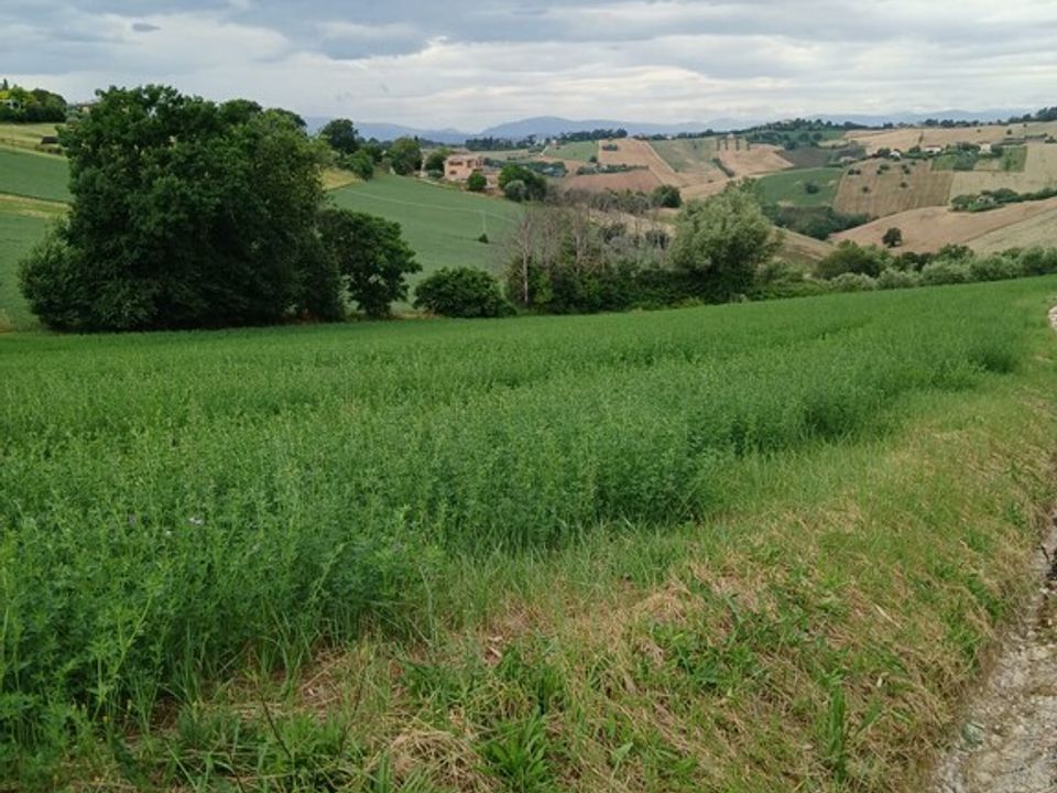 Terreno en Monte San Giusto, Macerata - foto 4