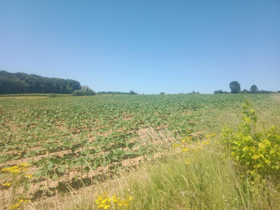 Farm hus i Saint-Vivien-de-Monsegur, Gironde - foto 3