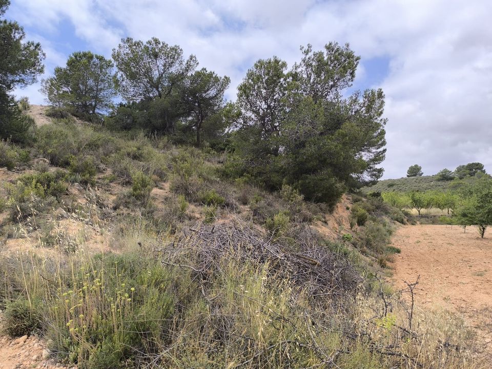 Helårsgrund i Pinoso, Alicante - foto 3