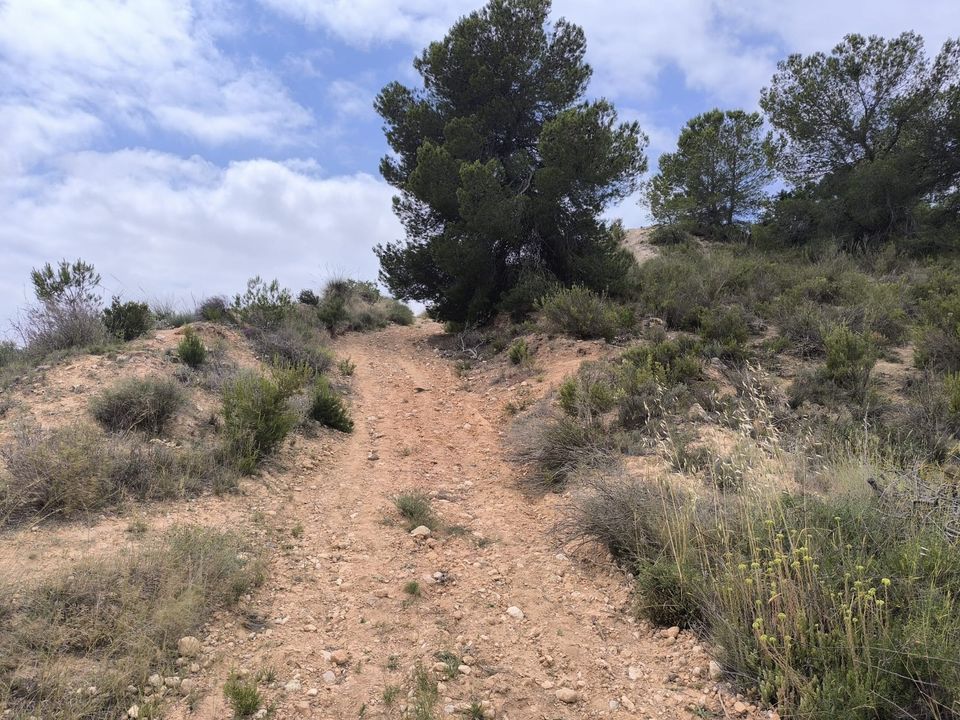 Helårsgrund i Pinoso, Alicante - foto 4