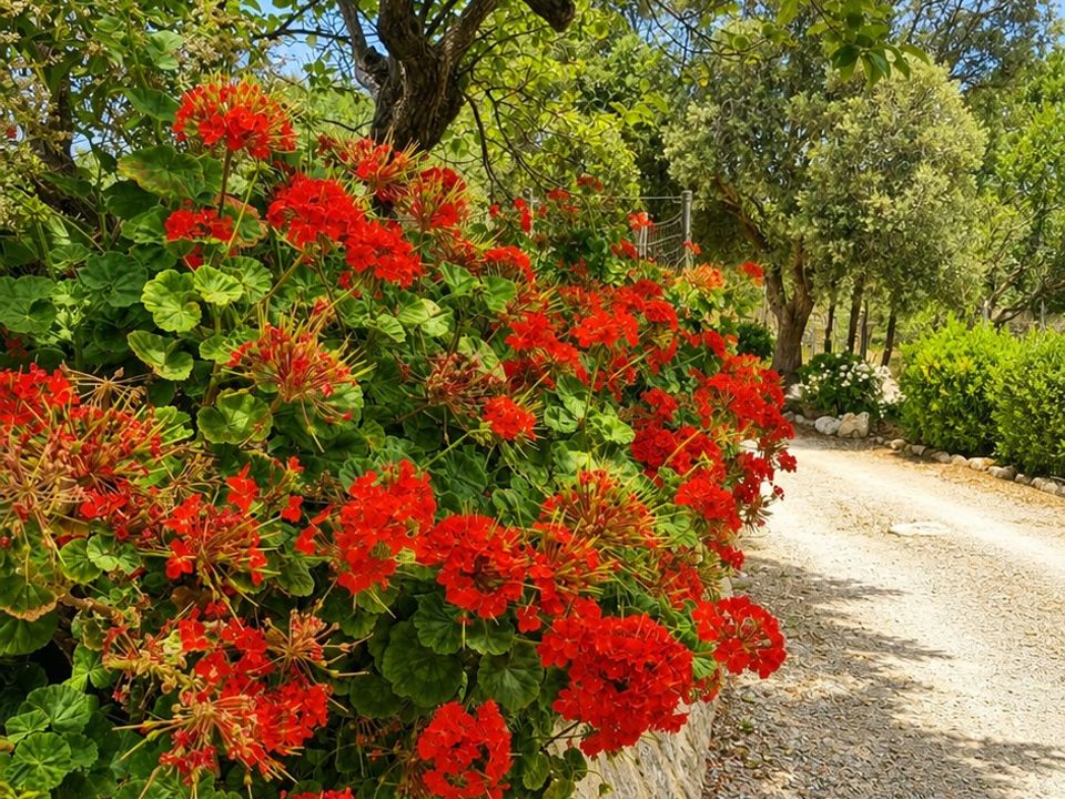 Haus in Pollenca, Mallorca - Foto 4