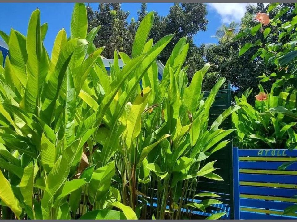 Villa i Sainte-Anne, Guadeloupe - bilde 5