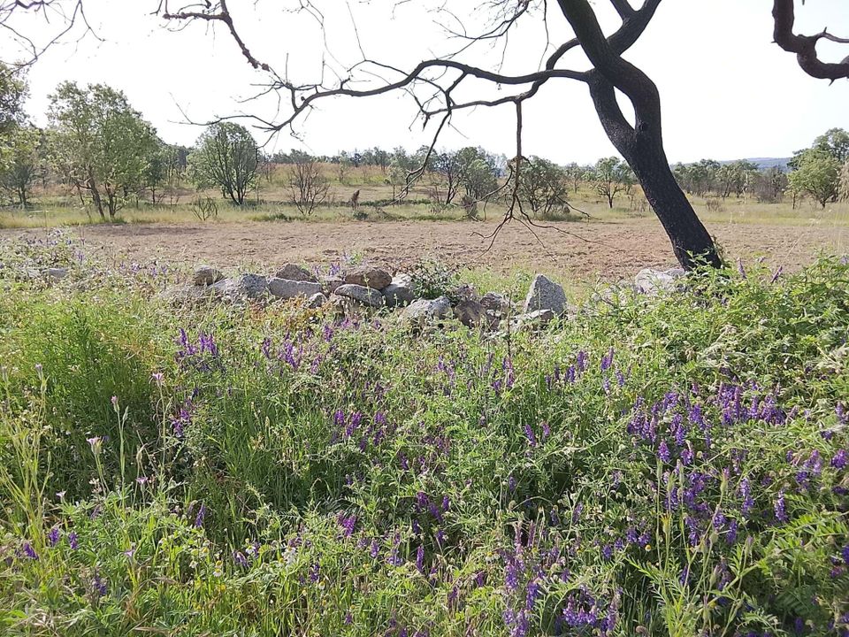 Helårsgrund i Sabugal, Guarda - foto 4